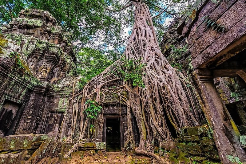 A Unique Jungle Temple in Angkor