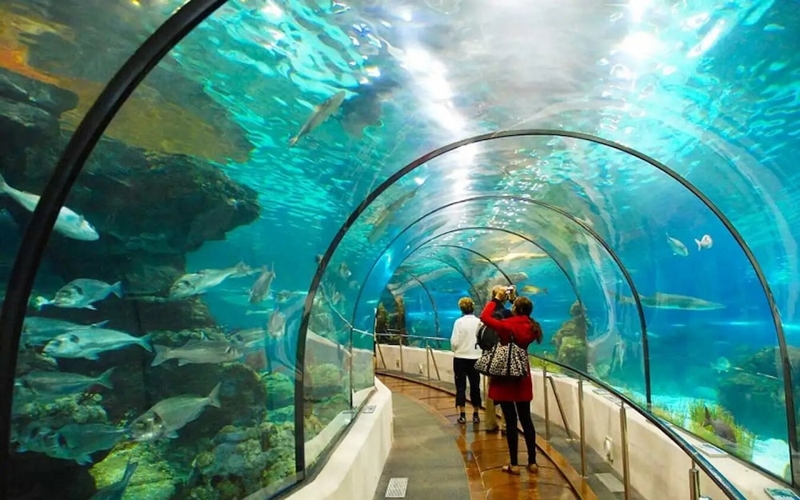 An Impressive Aquarium Loved by Families