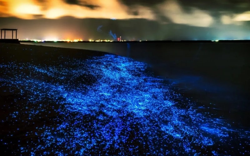 Bioluminescent plankton appear in Koh Rong and Koh Rong Samloem at night
