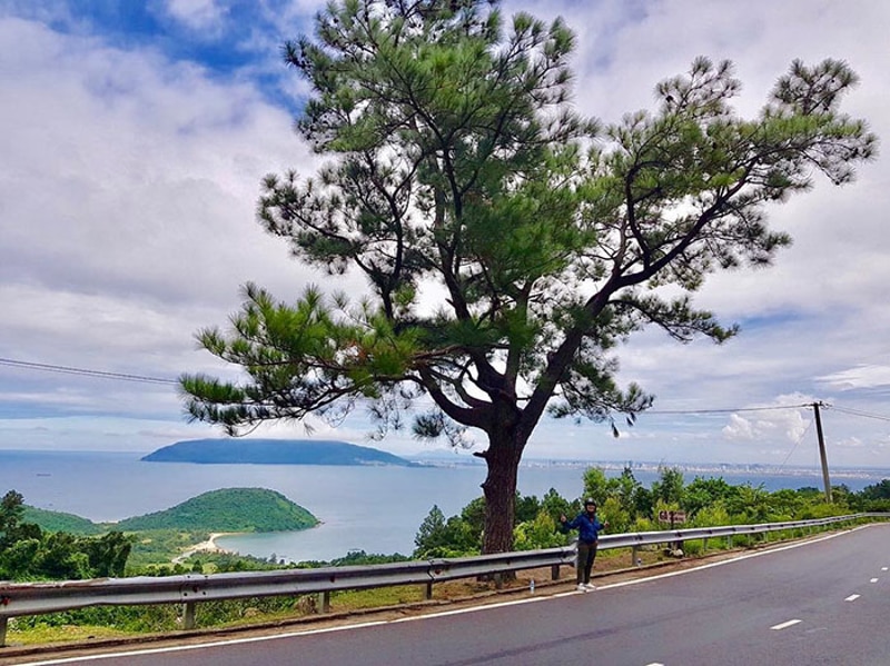 Check in the Lonely Pine Tree in Hai Van Pass