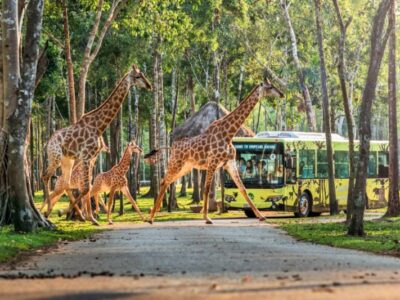 Signature Vietnam Odyssey: Hanoi, Ninh Binh, Halong & Phu Quoc Wonders