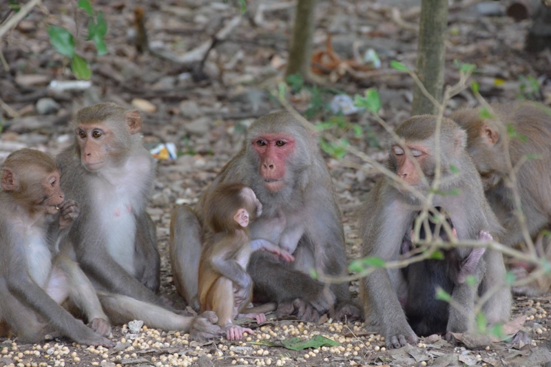 Discovering the Life of Monkeys in Monkey Island