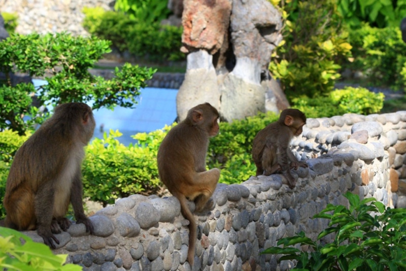 Discovering the Life of Monkeys in Monkey Island