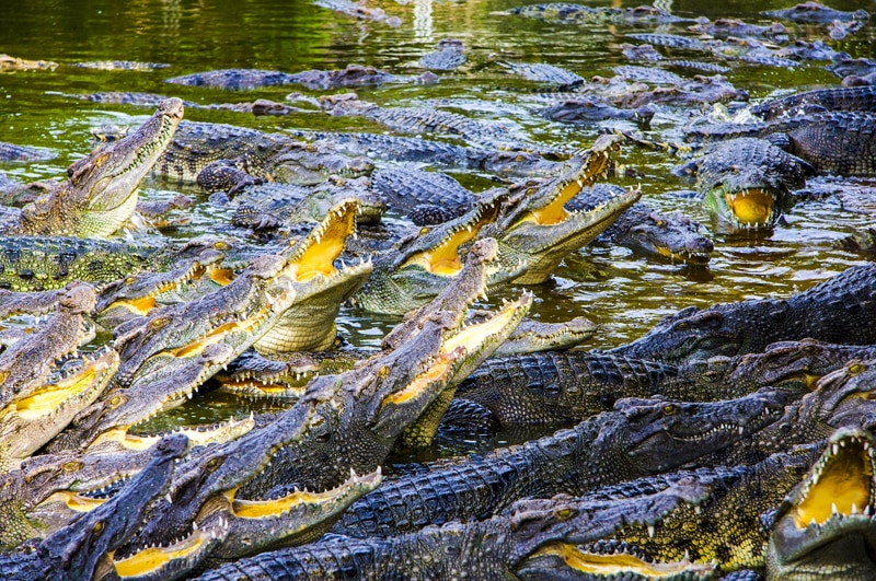 Explore Wild Crocodile Kingdom