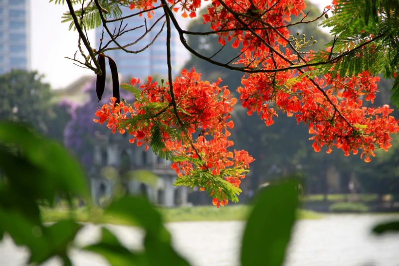 Flowers Bloom in Hanoi in Summer