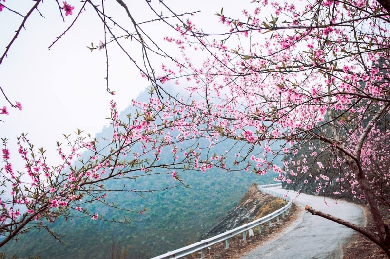 Ha Giang Loop during the pink peach blossom