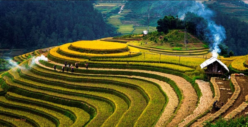 Ha Giang During the Rice Harvest Season