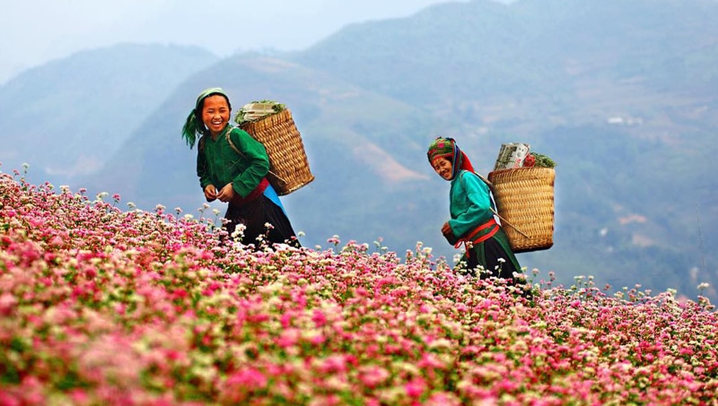 Ha Giang in the Buckwheat flower season