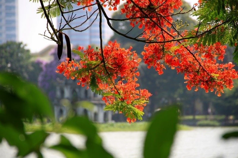 Hanoi in the Summer