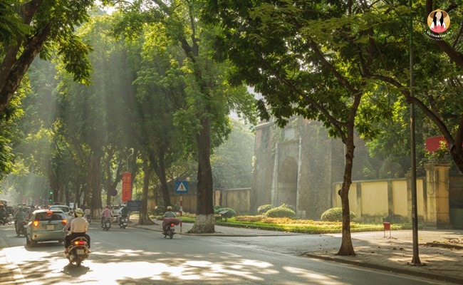 Honeymoon in Vietnam - A street with old trees alongside in Hanoi