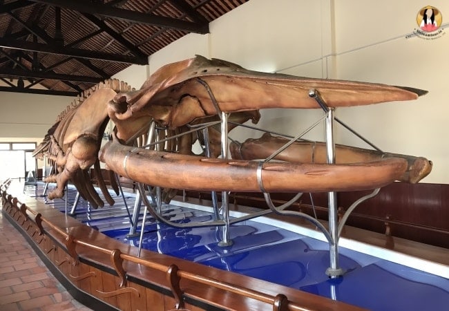 Hundreds of whale skeletons