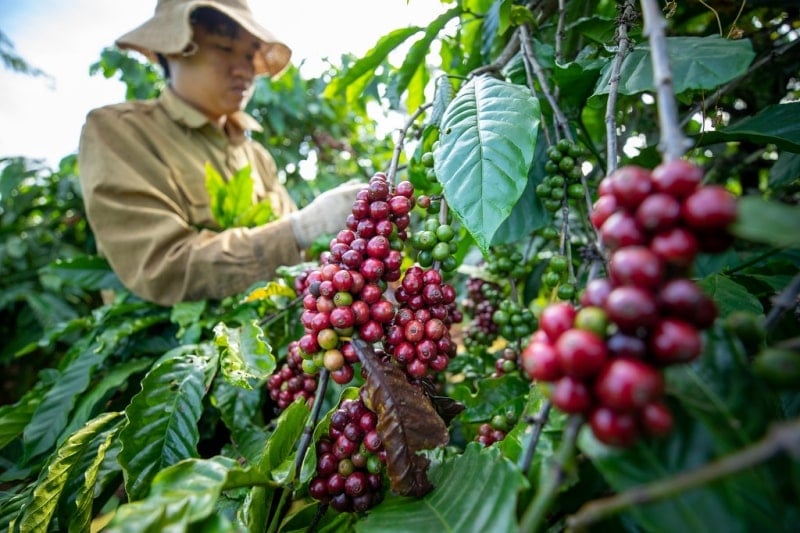 Coffee-Making Heartland