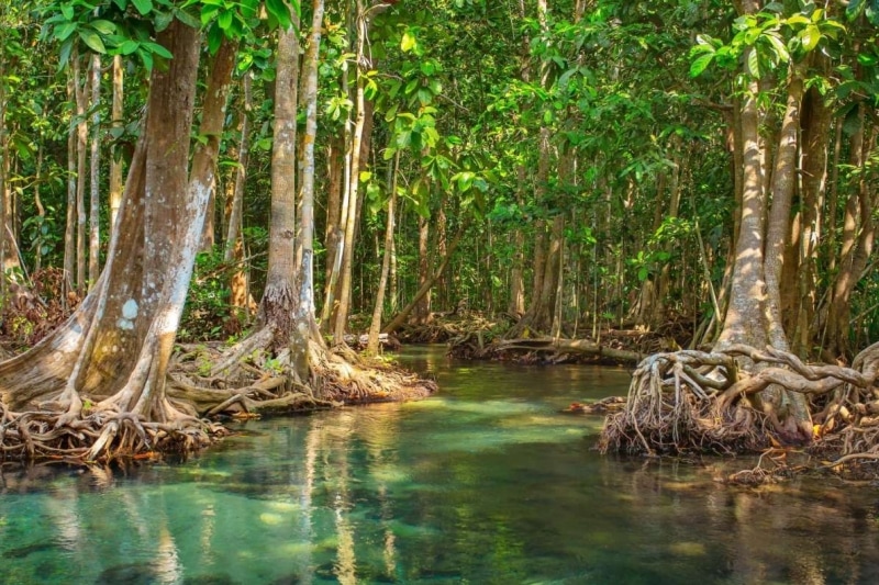 Can Gio mangrove forest