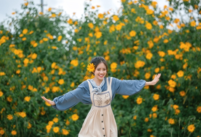 Mexican sunflowers bloom throughout Ba Vi, Hanoi in Winter