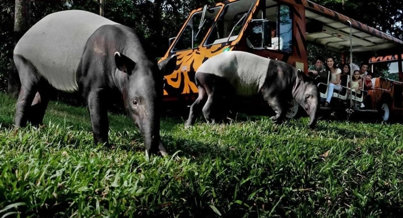 Night Safari Tour to Discover Wildlife After Dark