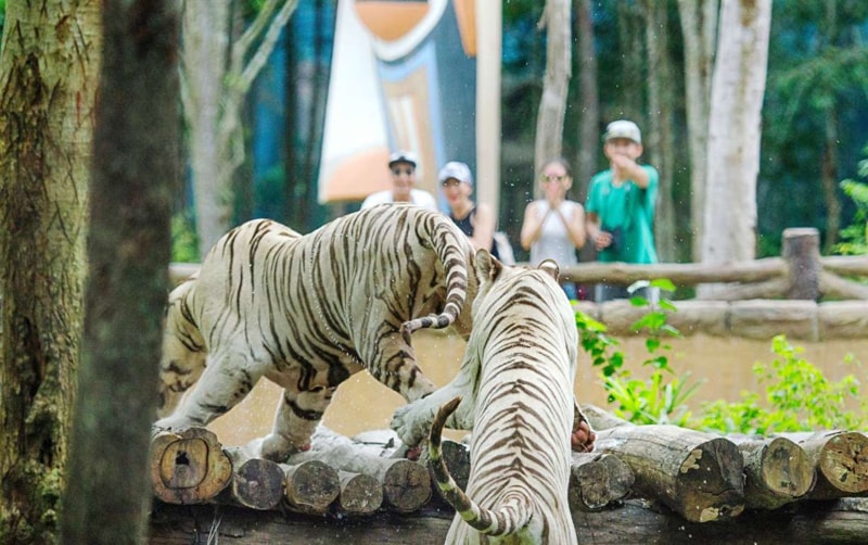 Open Zoo Area in Vinpearl Safari Phu Quoc