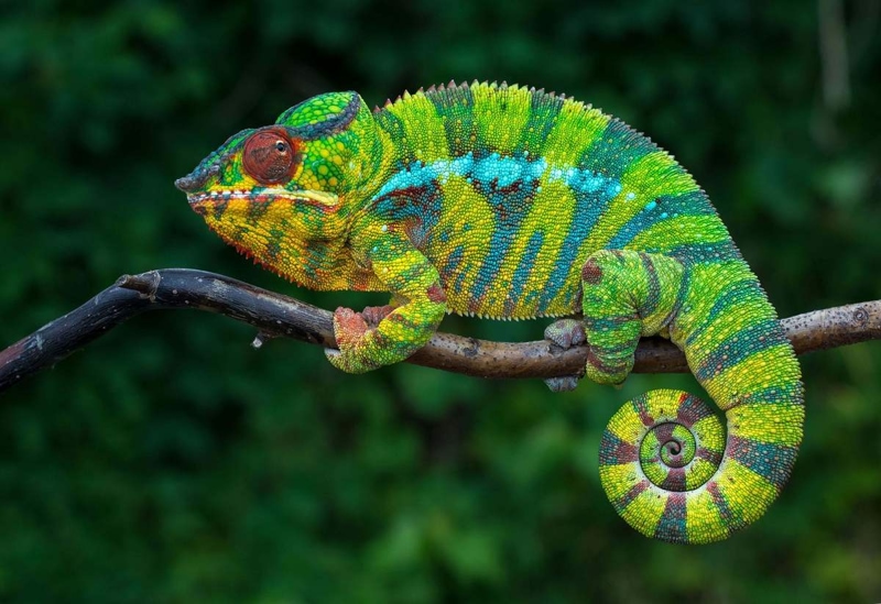 Panther chameleons are known for their vibrant colors.