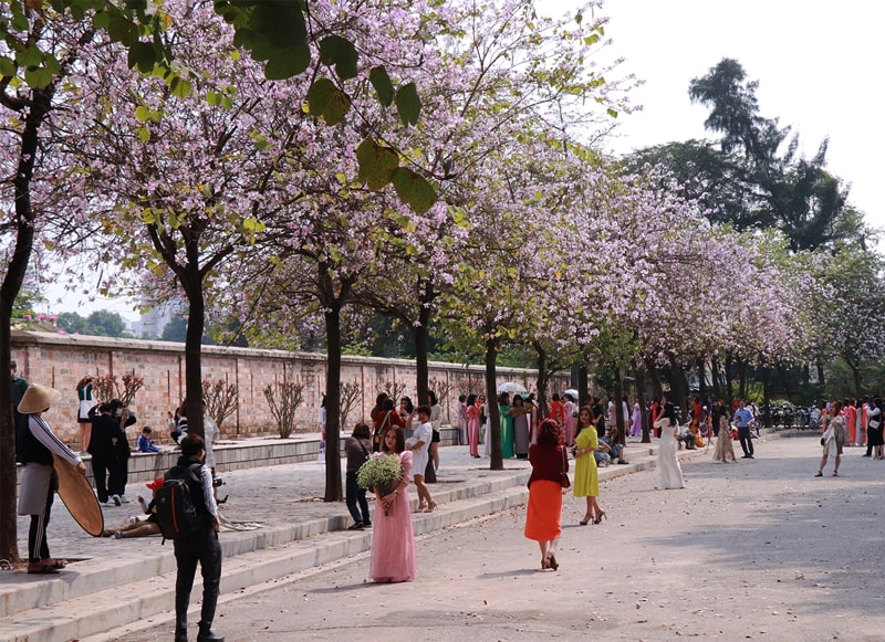 People Taking Photos in Street Full of Bauhinia Flowers