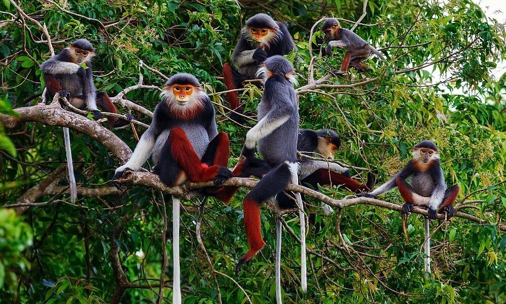 Red-shanked douc langur on a tree on Son Tra Peninsula, Da Nang
