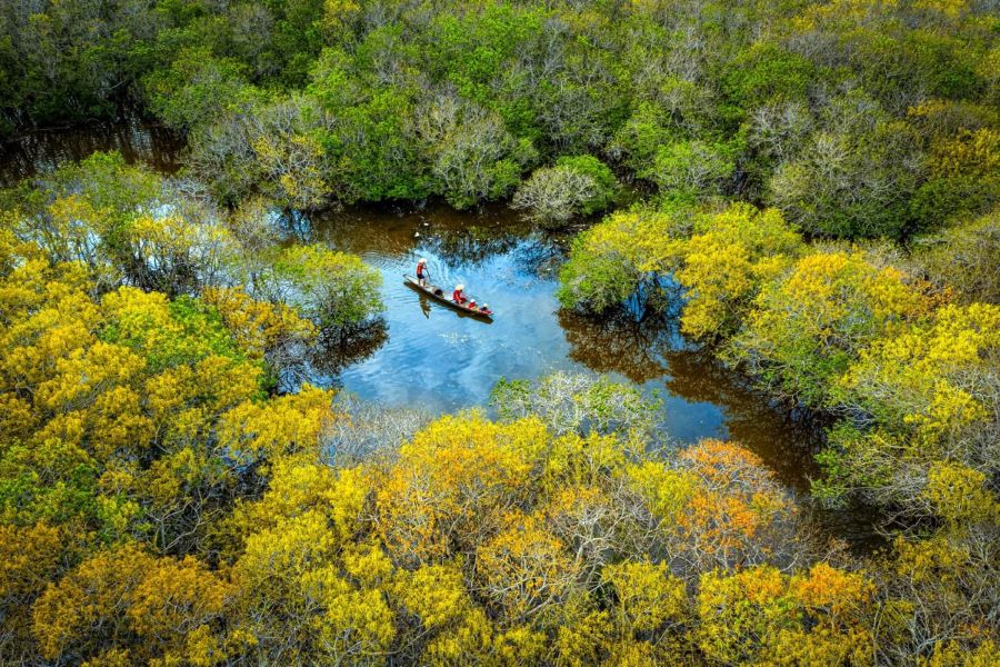 ru cha mảngove forest