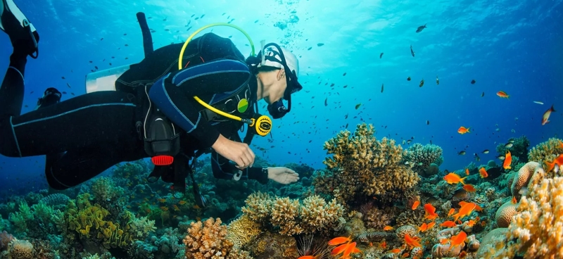 Snorkeling and Coral Reef Viewing
