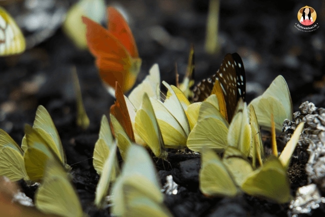 Many Pieridae butterflies gather water on the floor