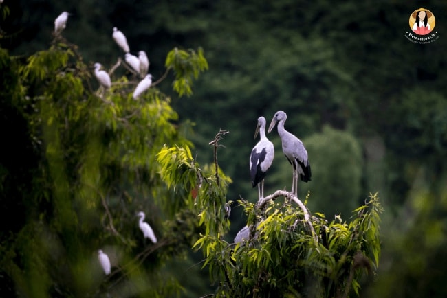 Thung Nham bird park, Ninh Binh