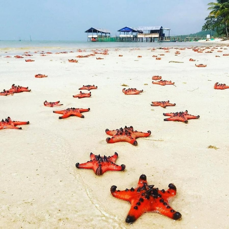 Thousand of starfish appear in the Starfish Beach