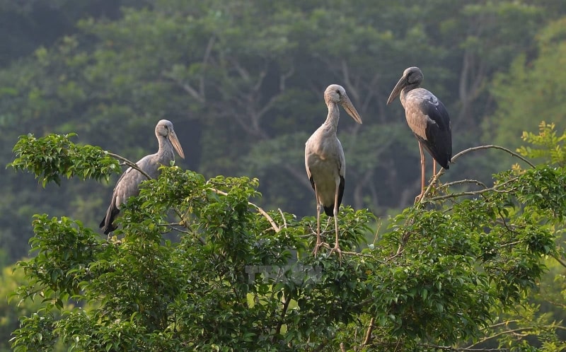 Thung Nham Bird Park