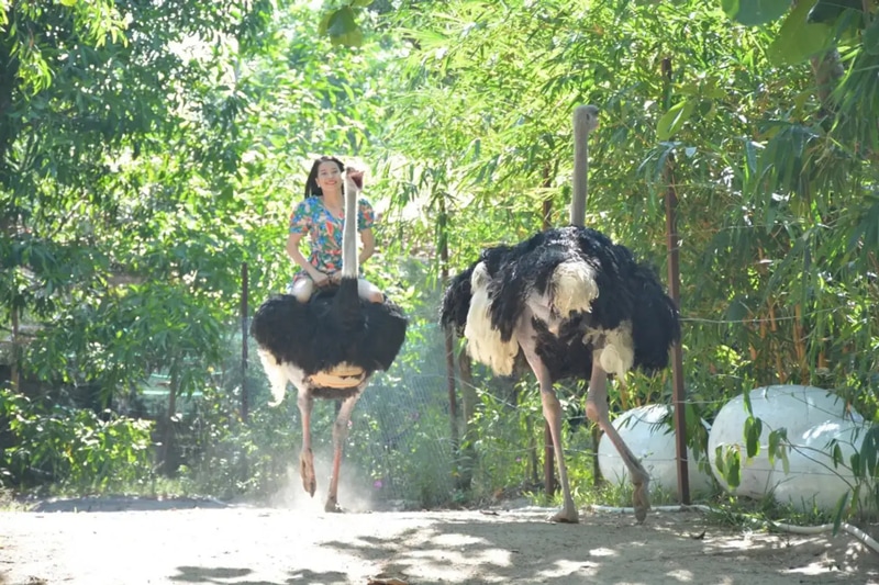 Try Ostrich Riding in the Monkey Island