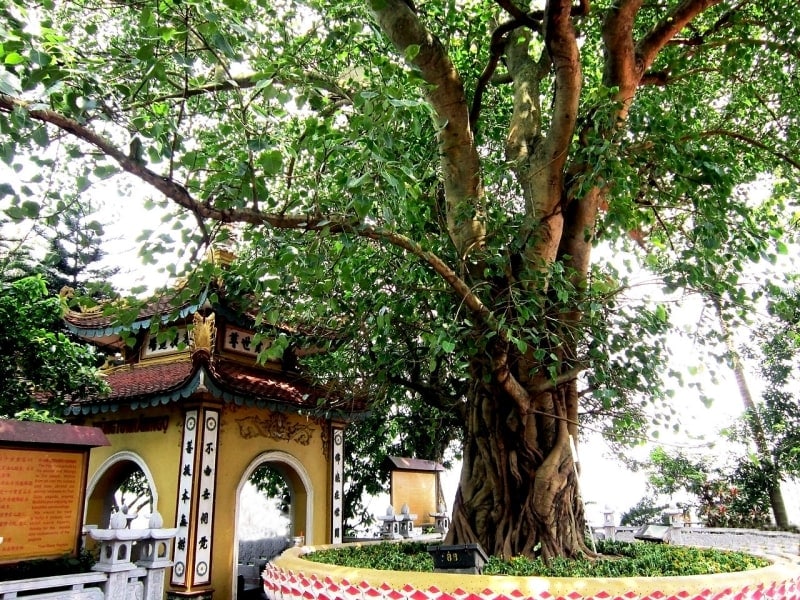 Tran Quoc Pagoda: Where Tradition Meets Tranquility