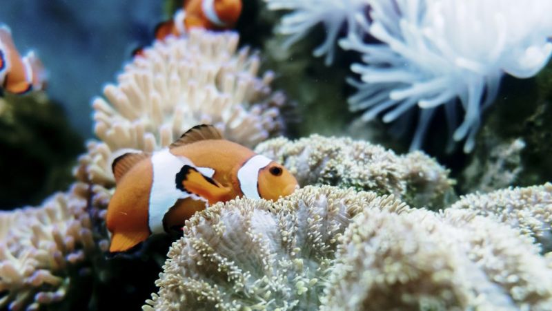 Clownfish aquarium