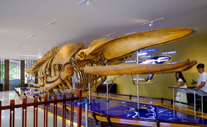 Humpback whale skeleton in the Large Specimen Zone