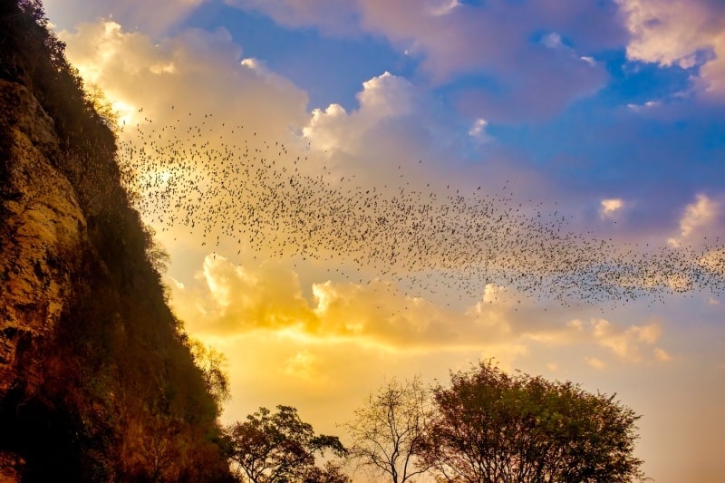 Battambang Bat Caves