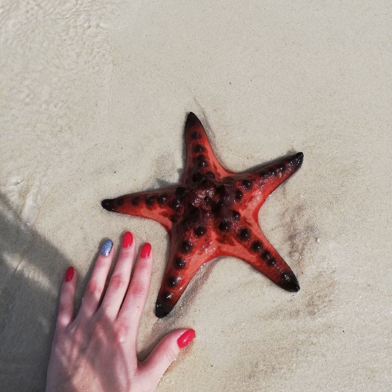 VNIN Starfish Beach 1 min
