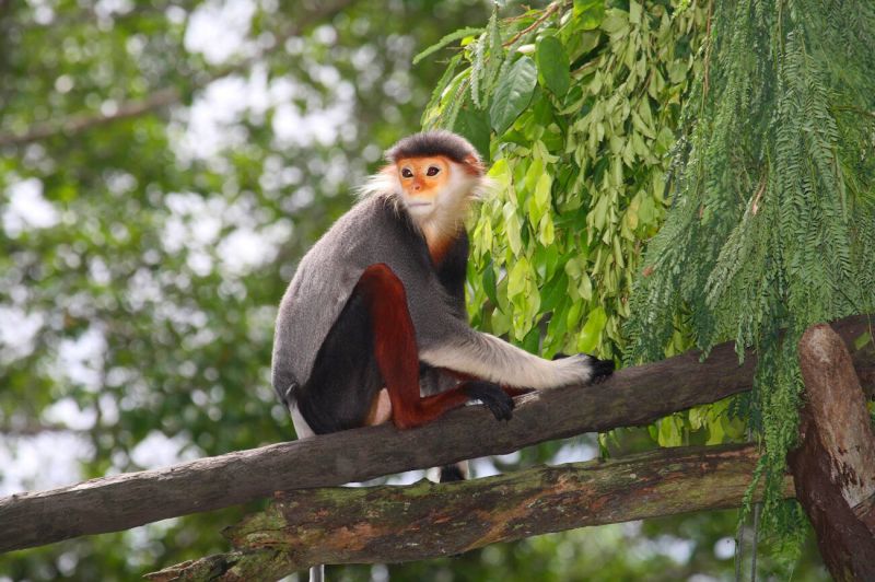 Red-shanked Douc Langur