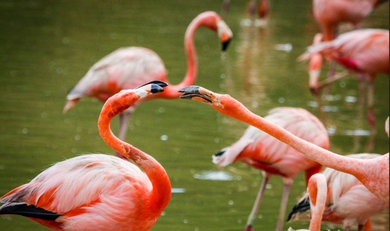 Watch Flamingo in Flamingo Lake