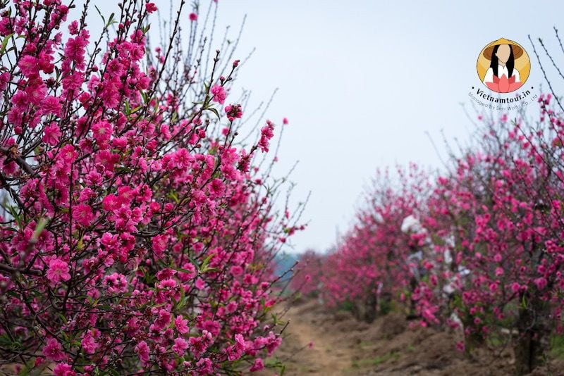 Best time to visit Vietnam is Spring?