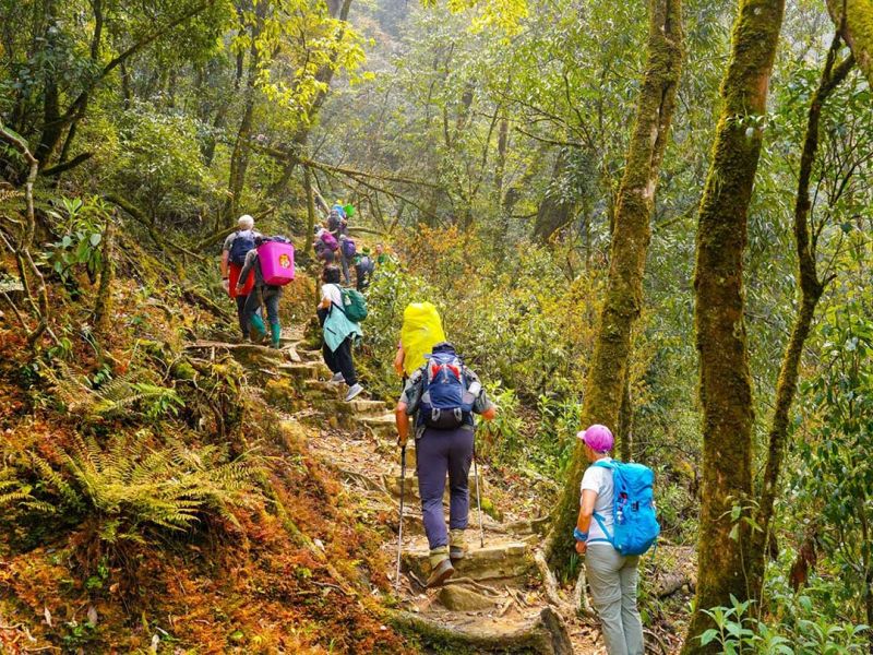 Fansipan Mountain trekking trail Tram Ton route and Sin Chai route options with licensed mountain guide for Indian tourists