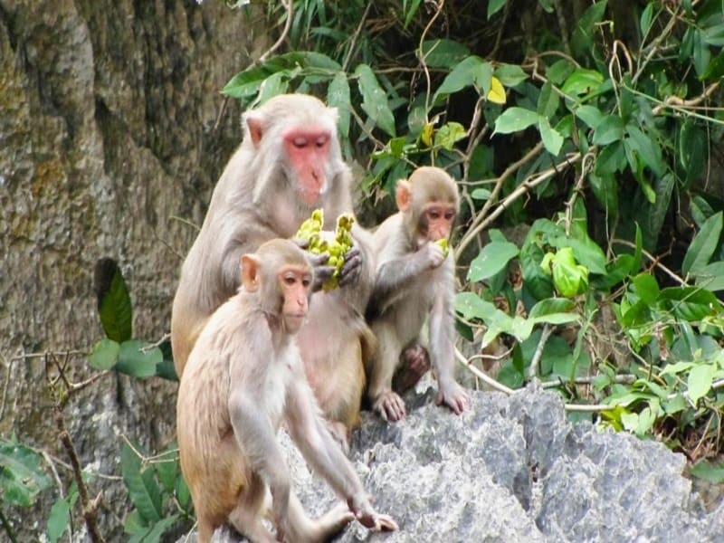 golden monkey in luon cave