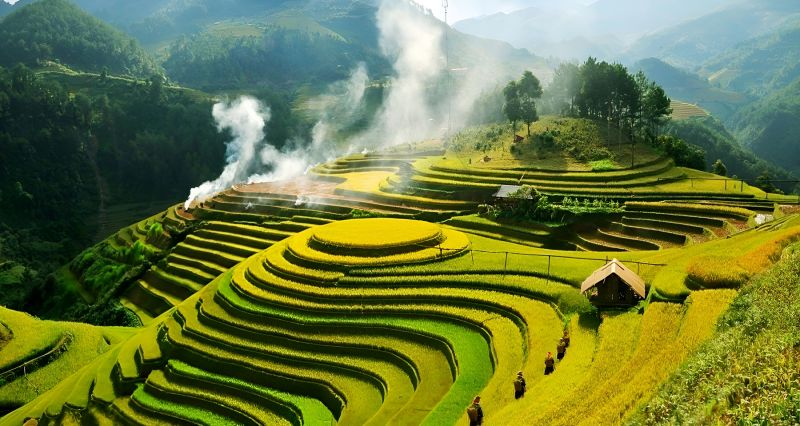 Layered green and golden rice terraces on steep hillside with morning mist and a thatched-roof farmhouse in Sapa valley