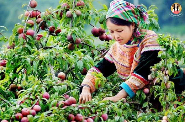 Plums and Pearls harvest