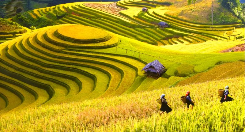 Vietnam in September rice terrace harvest Sapa Mu Cang Chai golden mountains 22 to 26 degrees